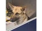 Adopt Sarge a Black German Shepherd Dog / Mixed dog in Wisconsin Rapids