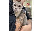 Adopt Guava a Gray or Blue Domestic Shorthair / Domestic Shorthair / Mixed