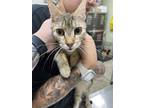 Adopt Apricot a Brown or Chocolate Domestic Shorthair / Domestic Shorthair /