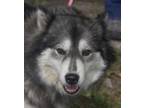 Adopt Luna a Black Husky / Mixed dog in Crawfordville, FL (41399749)
