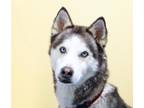 Adopt Bonnie a Gray/Blue/Silver/Salt & Pepper Husky / Mixed dog in Etobicoke