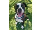 Adopt EEYORE a Pit Bull Terrier