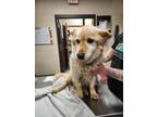 Adopt Sandy (Lennie) a Tan/Yellow/Fawn Corgi / Mixed dog in Springfield