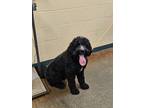 Adopt Java a Black Poodle (Standard) / Labrador Retriever / Mixed (short coat)