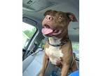 Adopt JOLLY a Red/Golden/Orange/Chestnut Mixed Breed (Large) / Mixed dog in