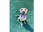 Adopt Hazel a Tan/Yellow/Fawn American Pit Bull Terrier / Mixed dog in Fresno