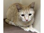 Adopt Georgie a Orange or Red Domestic Shorthair / Mixed Breed (Medium) / Mixed