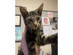 Adopt Marvin a Gray or Blue Domestic Shorthair / Domestic Shorthair / Mixed