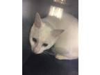 Adopt Tubby a White Domestic Shorthair / Domestic Shorthair / Mixed (short coat)
