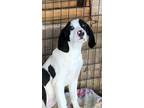Adopt Richard a Tricolor (Tan/Brown & Black & White) Treeing Walker Coonhound /