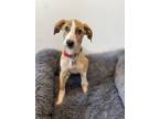 Adopt Savy a Tan/Yellow/Fawn Retriever (Unknown Type) / Mixed dog in Palatine