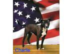 Adopt Charlie a Red/Golden/Orange/Chestnut Labrador Retriever / Mixed Breed