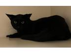 Adopt Yogi a All Black Domestic Shorthair / Domestic Shorthair / Mixed cat in
