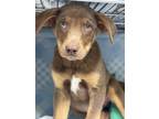 Adopt Sonic a Brown/Chocolate Doberman Pinscher / Mixed dog in Espanola