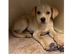 Adopt apollo a Tan/Yellow/Fawn Retriever (Unknown Type) / Mixed dog in Natchez