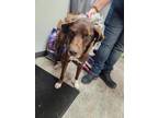 Adopt Princess Sky a Brown/Chocolate Labrador Retriever / Mixed dog in Danville