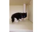 Adopt 55917173 a All Black Domestic Shorthair / Domestic Shorthair / Mixed cat