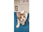 Adopt Cindi a White Domestic Shorthair / Mixed Breed (Medium) / Mixed (short