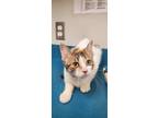 Adopt Cindi a White Domestic Shorthair / Domestic Shorthair / Mixed cat in