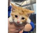 Adopt Honeybun a Orange or Red Domestic Shorthair / Domestic Shorthair / Mixed