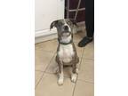 Adopt Trixie a Gray/Blue/Silver/Salt & Pepper Catahoula Leopard Dog / Mixed dog