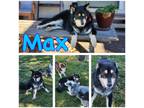 Adopt Max a Black - with Tan, Yellow or Fawn Alaskan Malamute / German Shepherd