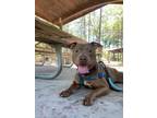 Adopt DUKE a Brown/Chocolate - with White American Pit Bull Terrier / Mixed dog