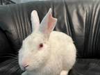 Adopt Bun Gough a White Florida White / Mixed (short coat) rabbit in West Palm