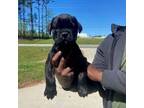 Cane Corso Puppy for sale in Sharpsburg, GA, USA