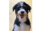 Adopt Lucky a White - with Black Aussiedoodle / Mixed dog in Frederick
