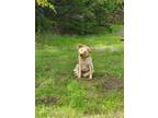 Adopt Deendy a Red/Golden/Orange/Chestnut Golden Retriever / Mixed dog in