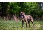 Adopt Rocky a Brindle - with White Terrier (Unknown Type