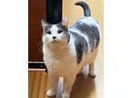 Adopt Pretty Boy a Black & White or Tuxedo Domestic Shorthair (short coat) cat