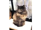 Adopt JoJo a Gray or Blue (Mostly) Domestic Longhair (long coat) cat in GARDEN