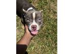 Adopt Blue a White - with Gray or Silver American Pit Bull Terrier / English