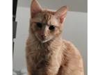 Adopt Lily a Orange or Red Tabby Domestic Shorthair (short coat) cat in