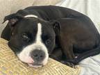 Adopt Shadow a Black - with White Pit Bull Terrier / Mixed dog in alexandria