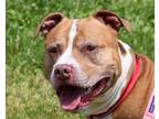 Adopt DIESEL a Mixed Breed