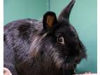 Adopt NUGGET a Lionhead, Bunny Rabbit