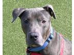 Adopt HAROLD a Pit Bull Terrier, Mixed Breed
