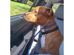 Adopt Tiggs a Boxer / Labrador Retriever / Mixed dog in Roswell, GA (39113392)