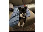 Adopt Velvet a Pit Bull Terrier / Mixed dog in Roswell, GA (39283674)