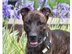 Adopt VONN a Mixed Breed