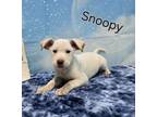 Adopt Snoopy a Hound, Boxer