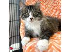 Adopt Farkle a Brown Tabby Domestic Mediumhair (medium coat) cat in St.