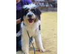 Adopt Rowdy a White - with Black Aussiedoodle / Mixed dog in Frederick