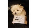 Adopt Shiloh a Tan/Yellow/Fawn Morkie / Mixed dog in Menifee, CA (41459774)