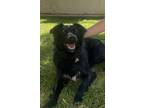 Adopt Lani a Black Border Collie / Retriever (Unknown Type) / Mixed dog in