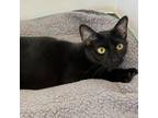 Adopt Freddy a Domestic Short Hair