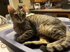 Adopt Susannah a Brown Tabby Domestic Shorthair / Mixed (short coat) cat in